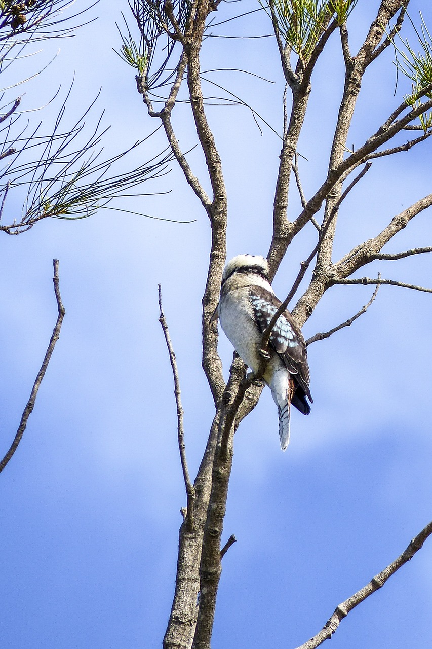 Juokiantis Kookaburra, Dacelo Novaeguineae, Halcyonidae, Paukštis, Australia, Gyvūnas, Filialas, Plunksnos, Sėdi, Balta