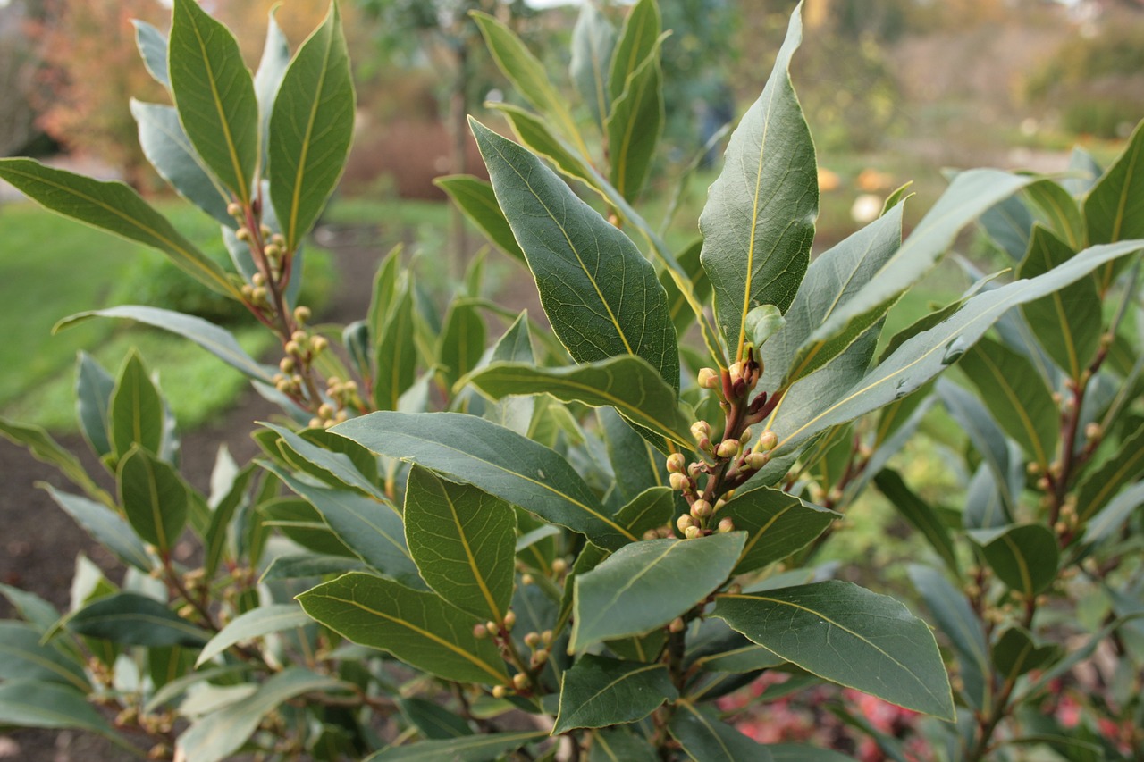 Laurynas, Laurus Nobilis, Prieskonių Lauras, Nemokamos Nuotraukos,  Nemokama Licenzija