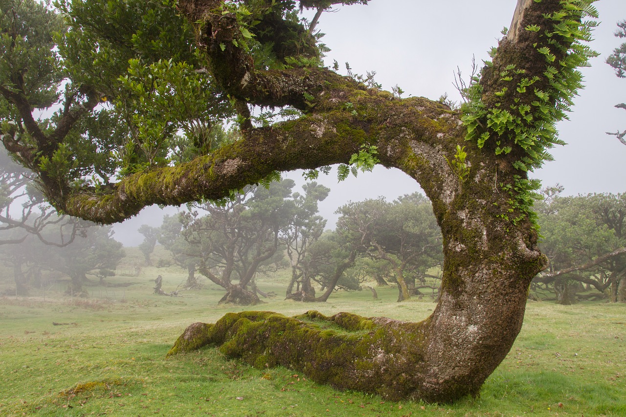 Lauryno Miškas, Lauryno Medis, Madeira, Senas Medis, Nemokamos Nuotraukos,  Nemokama Licenzija