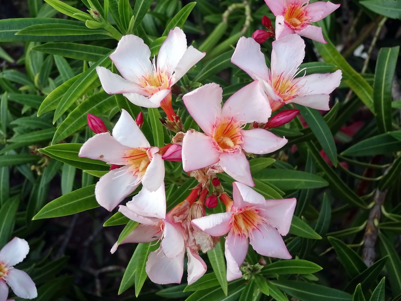 Laurier Rose, Rožinė Gėlė, Toksiškas, Oleander, Augalai, Gamta, Nemokamos Nuotraukos,  Nemokama Licenzija