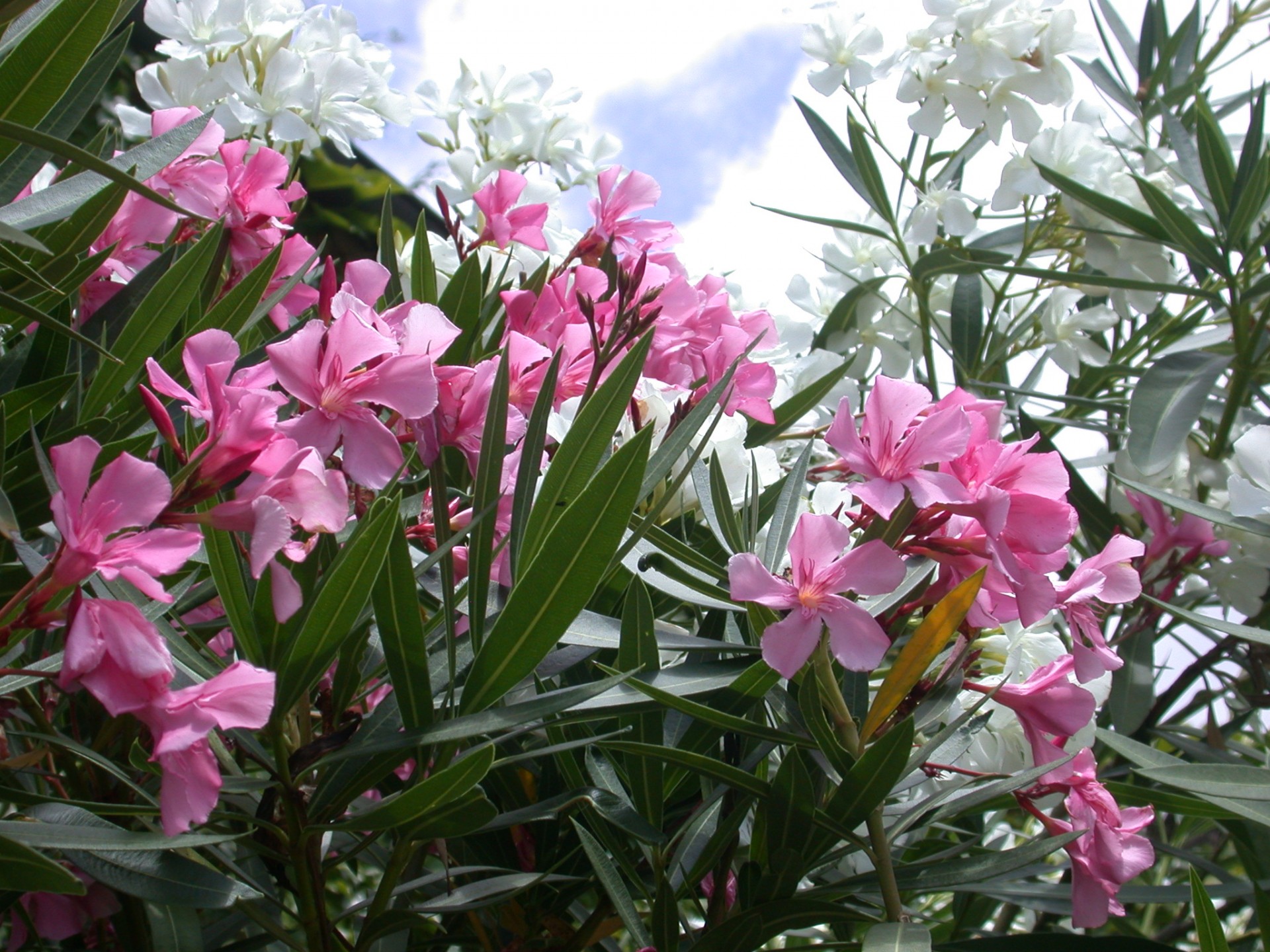 Oleander,  Balta & Nbsp,  Gėlės,  Rožinė & Nbsp,  Gėlės,  Oleander, Nemokamos Nuotraukos,  Nemokama Licenzija