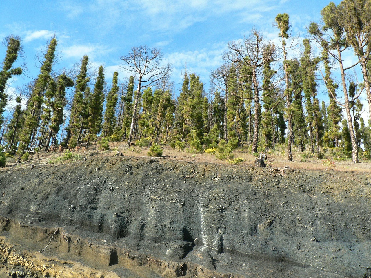 Lava, Miško Gaisras, Canary Kiefer, La Palma, Nemokamos Nuotraukos,  Nemokama Licenzija