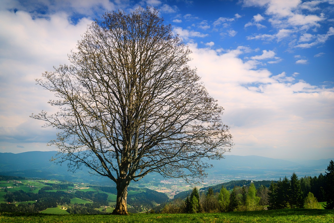 Lavantalis,  Carinthia,  Austrija,  Žygiai,  Medis,  Kraštovaizdis,  Pobūdį,  Mediena,  Panorama, Nemokamos Nuotraukos