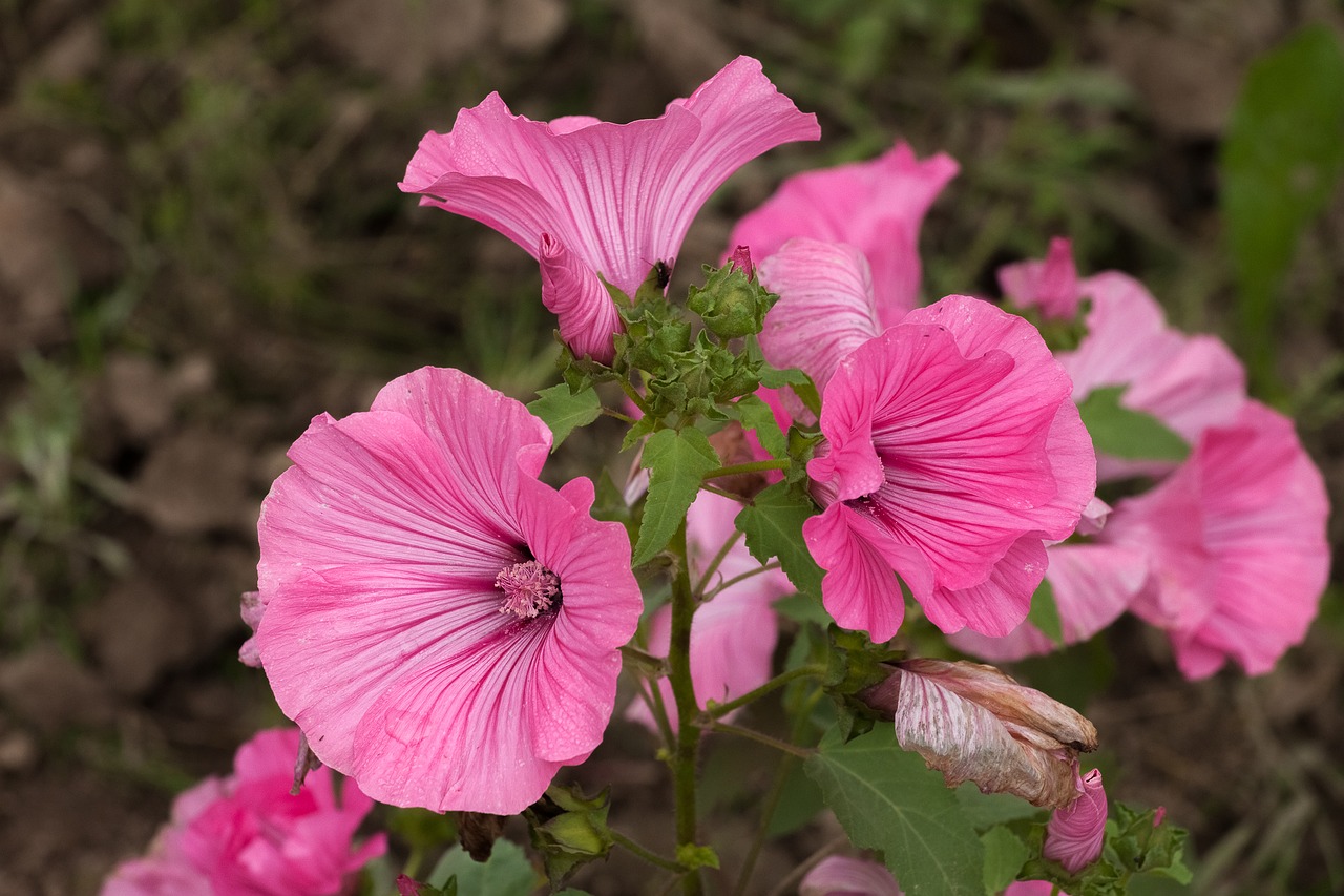 Lavatera, Gėlė, Rožinis, Švelnus, Krupnyj Planas, Dacha, Vasara, Ruduo, Nemokamos Nuotraukos,  Nemokama Licenzija