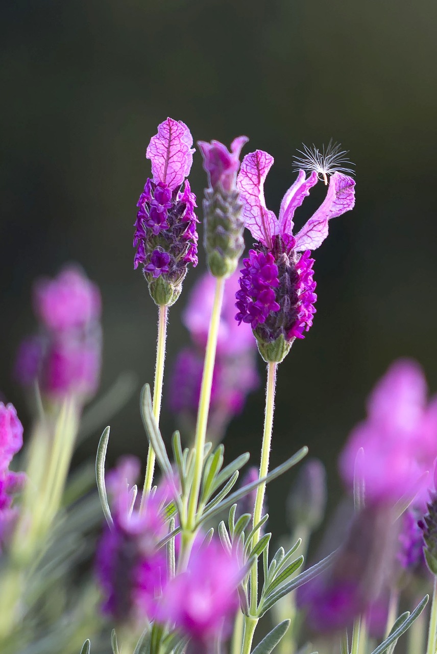 Lavendar, Laukas, Žalias, Iš Arti, Žydi, France, Natūralus, Valstybė, Žemdirbystė, Pusiasalis