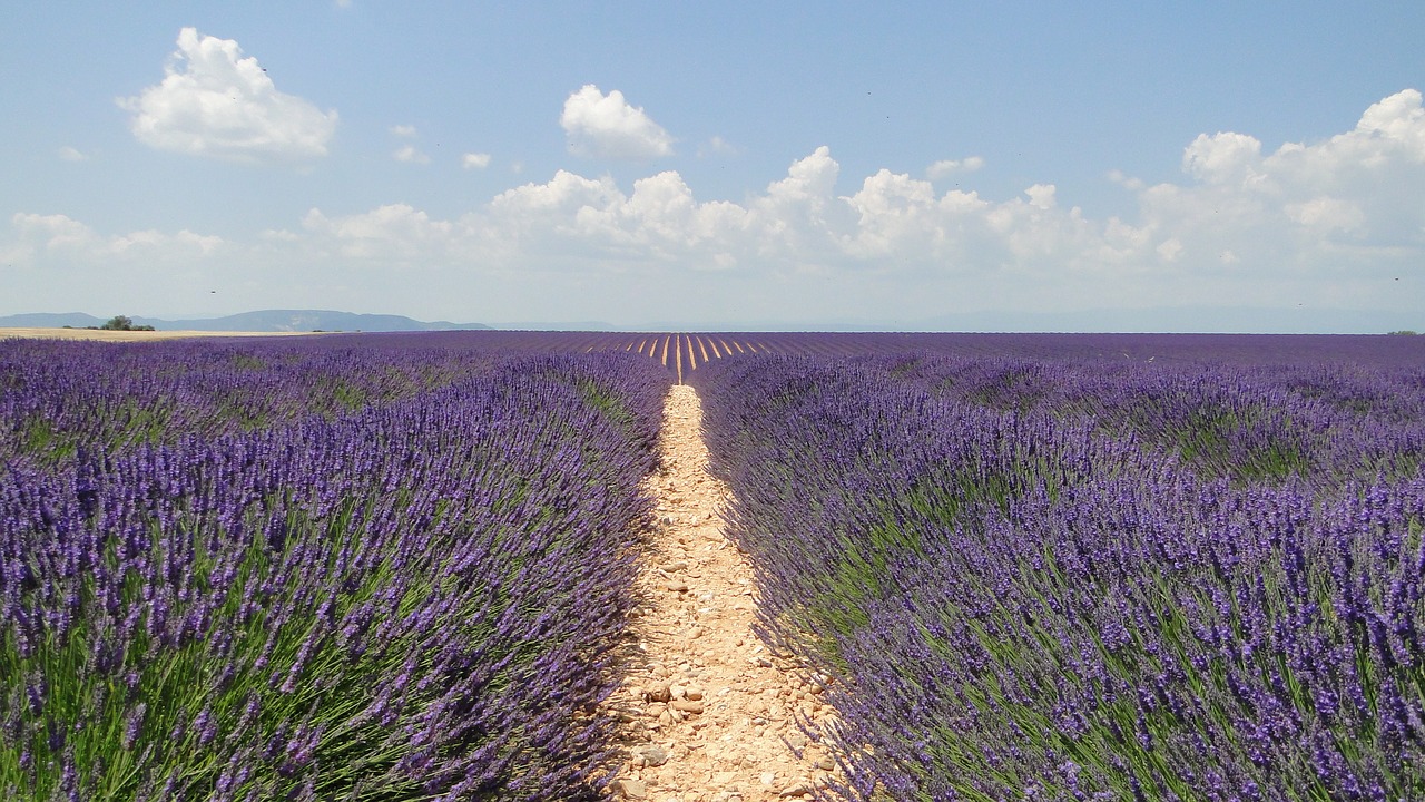 Levanda, Gėlės, Levanda, Valensole, Nemokamos Nuotraukos,  Nemokama Licenzija