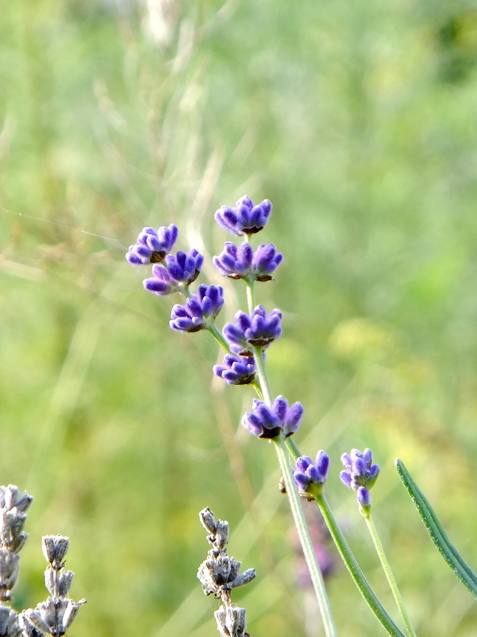 Levanda, Gėlė, Violetinė, Augalas, Natūralus, Nemokamos Nuotraukos,  Nemokama Licenzija