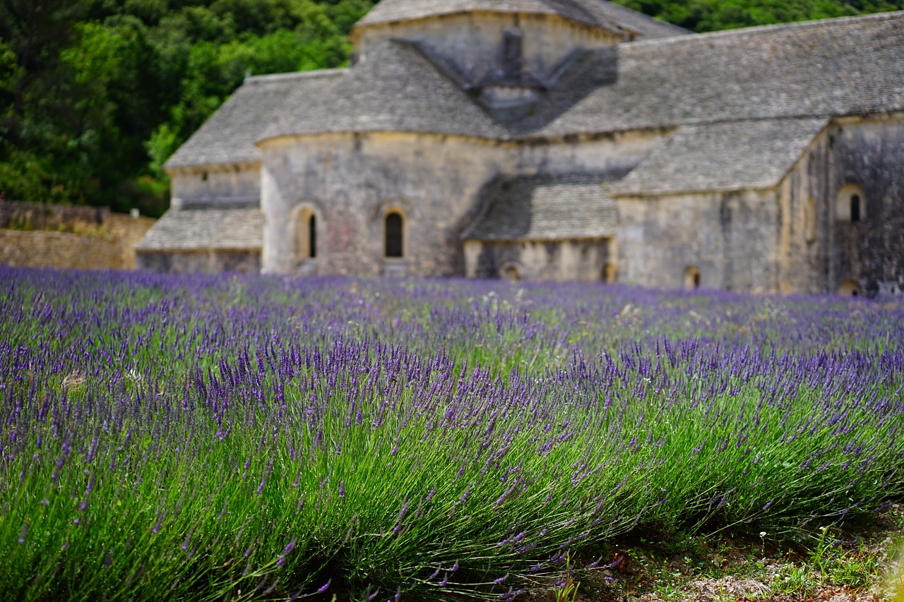 Levanda, Gėlės, Mėlynas, Levandų Laukas, Abbaye De Sénanque, Vienuolynas, Abatija, Notre Dame De Sénanque, Cistercianų Tvarka, Gordes