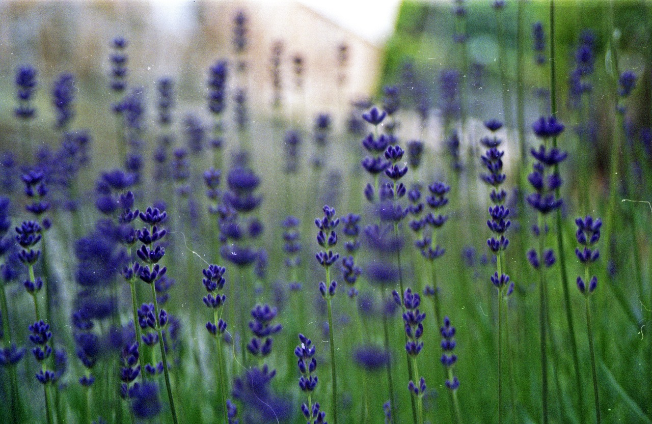 Levanda, Žalias, Bokeh, Gėlė, Vasara, Augalas, Žolė, Violetinė, Gamta, Sodas