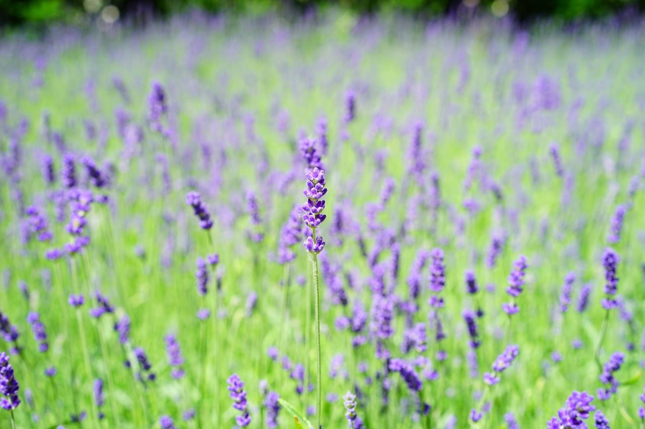 Levanda, Levandų Laukas, Gėlės, Violetinė, Laukinis Augalas, Wildblue, Levandų Gėlės, Tiesa Levanda, Siauras Lapų Levanda, Žiedynas