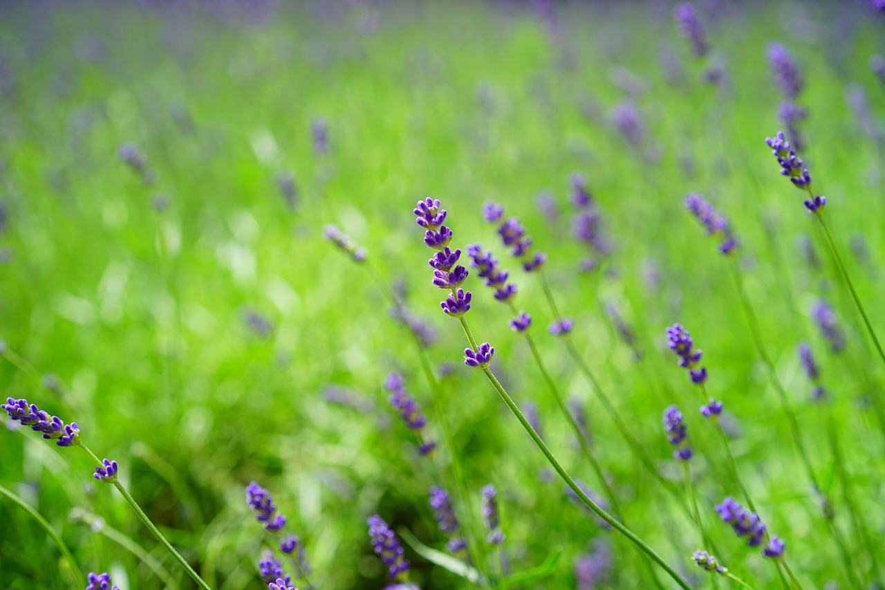 Levanda, Levandų Laukas, Gėlės, Violetinė, Laukinis Augalas, Wildblue, Levandų Gėlės, Tiesa Levanda, Siauras Lapų Levanda, Žiedynas