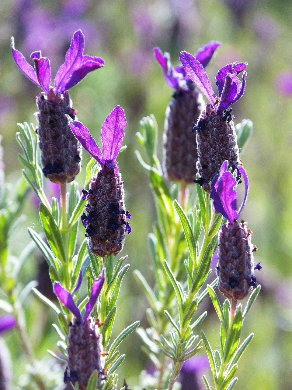 Levanda, Levandų Gėlė, Apšvietimas, Lavandula Officinalis, Nemokamos Nuotraukos,  Nemokama Licenzija