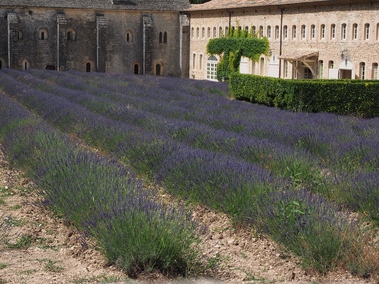 Levanda, Gėlės, Mėlynas, Levandų Laukas, Abbaye De Sénanque, Vienuolynas, Abatija, Notre Dame De Sénanque, Cistercianų Tvarka, Gordes