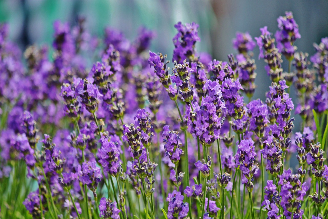 Levanda, Levandų Laukas, Žiedas, Žydėti, Dekoratyvinis Augalas, Pasėlių, Lavandula Officinalis, Lamiaceae, Violetinė, Violetinė