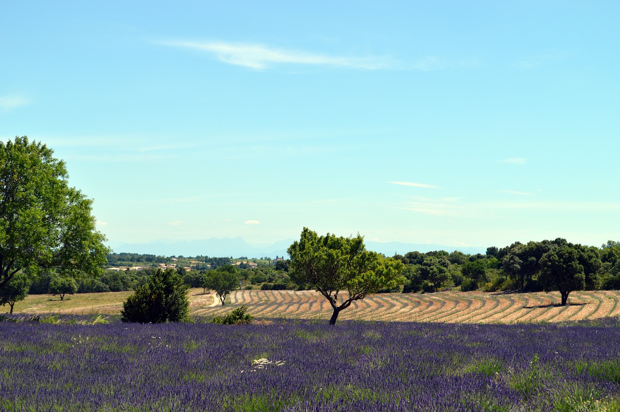 Levanda, Provence, France, Gamta, Į Pietus, Kvepalai, Laukai, Vasara, Augalas, Kvapai