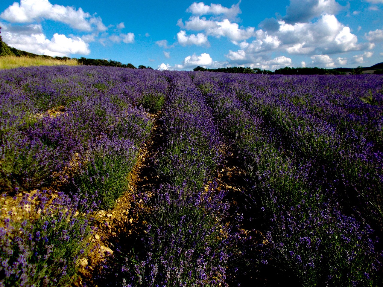 Levanda, Levandų Laukas, Lavandula Angustifolia, Levandų Auginimas, Levandų Gėlės, Tiesa Levanda, Violetinė, Gėlė, Detmold, Ragas - Blogas Meinbergas