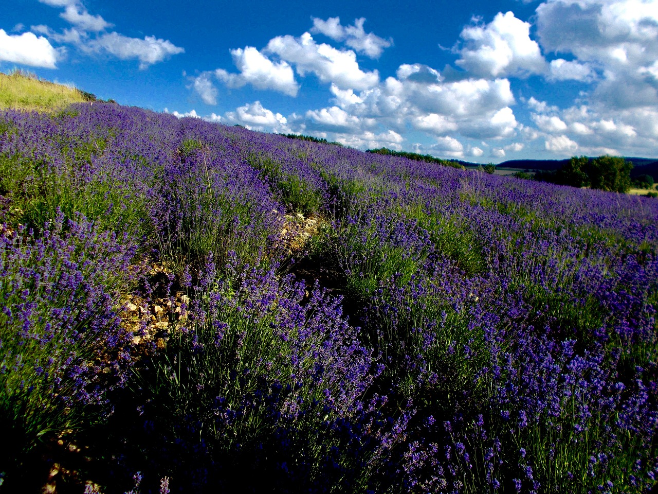 Levanda, Levandų Laukas, Lavandula Angustifolia, Levandų Kalnas, Lippe Provence, Levandų Gėlės, Violetinė, Violetinė, Tiesa Levanda, Laukinis Augalas