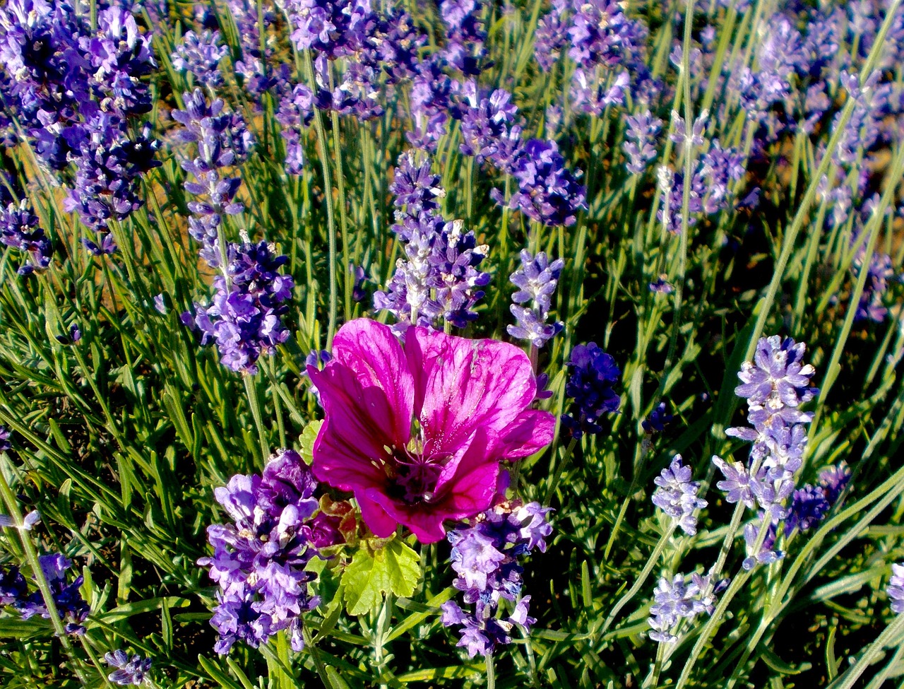 Levanda, Levandų Gėlės, Mallow, Violetinė, Violetinė, Rožinis, Uždaryti, Levandų Laukas, Lūpa, Iš Gyvenimo