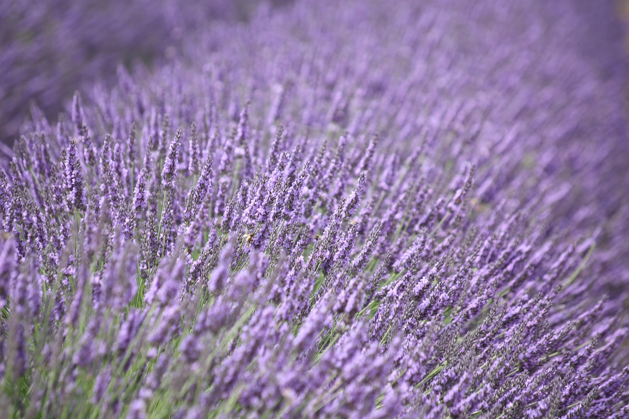 Levanda, Violetinė, Gėlė, Kvepalai, Levandų Gėlė, Žolelių, Vasara, Nemokamos Nuotraukos,  Nemokama Licenzija