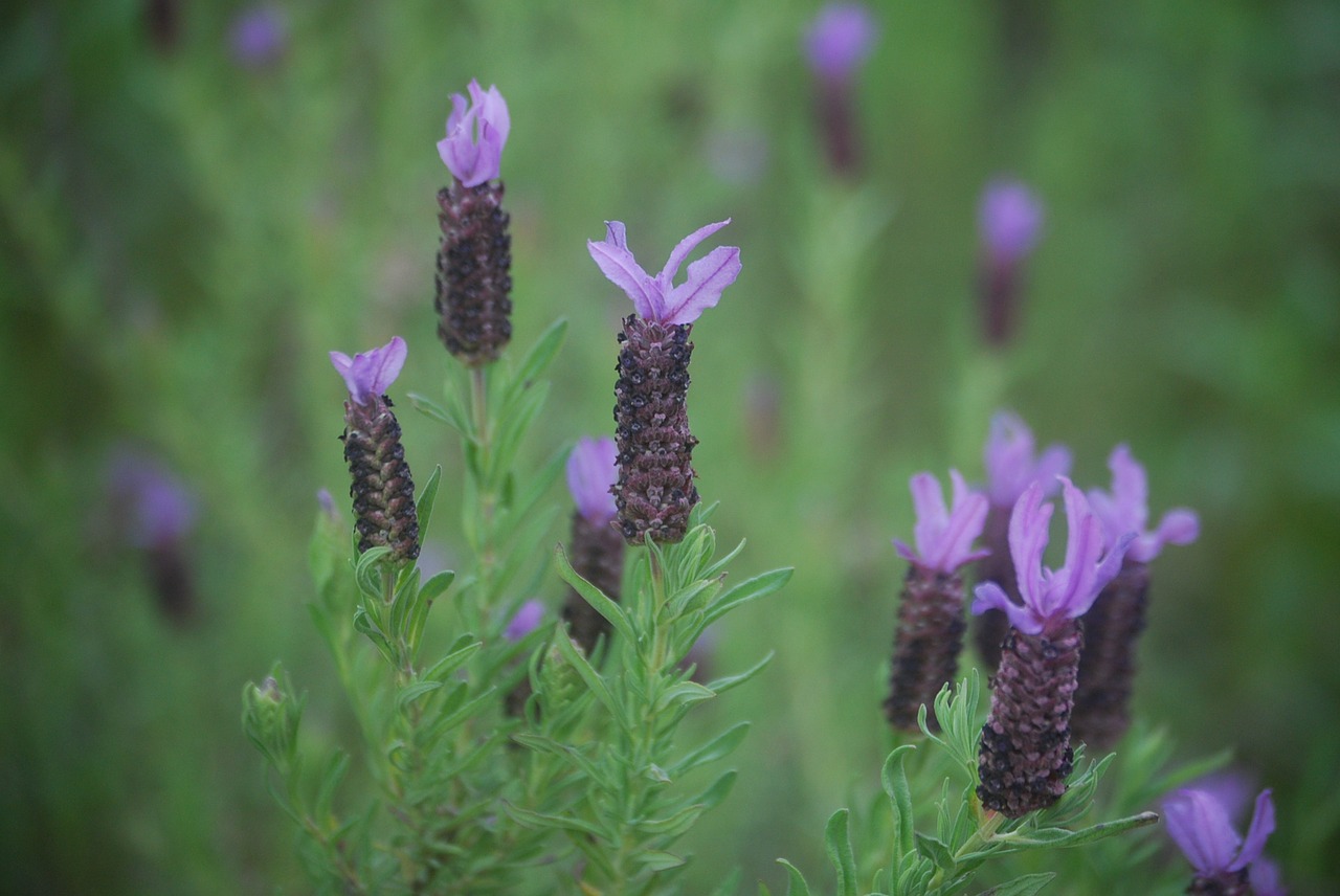 Levanda, Lavandula Stoechas, Huelva, Flora, Ispanija, Bobutė, Viduržemio Jūros Miškas, Nemokamos Nuotraukos,  Nemokama Licenzija