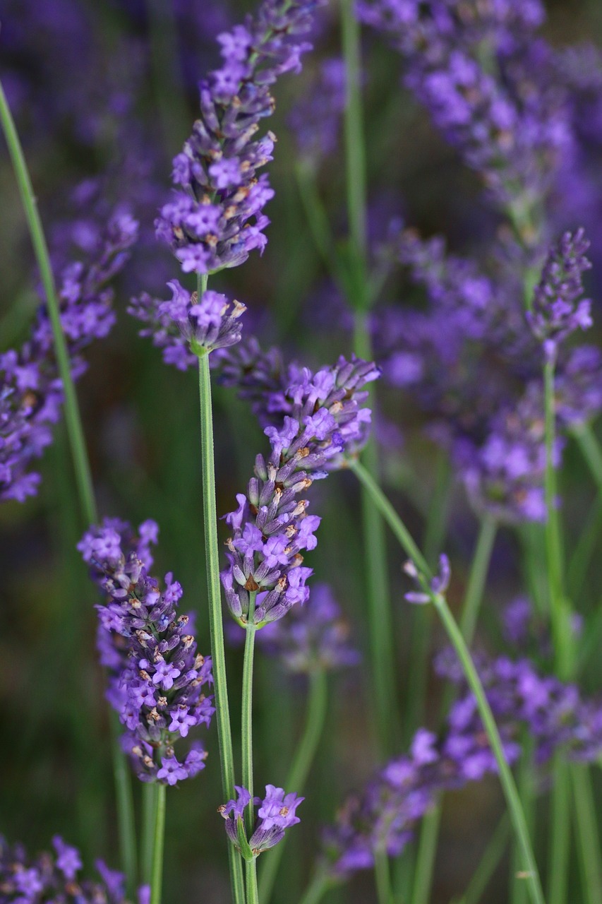 Levanda, Gėlė, Lazdelė, Gamta, Vasara, Levandų Gėlė, Provence, Nemokamos Nuotraukos,  Nemokama Licenzija