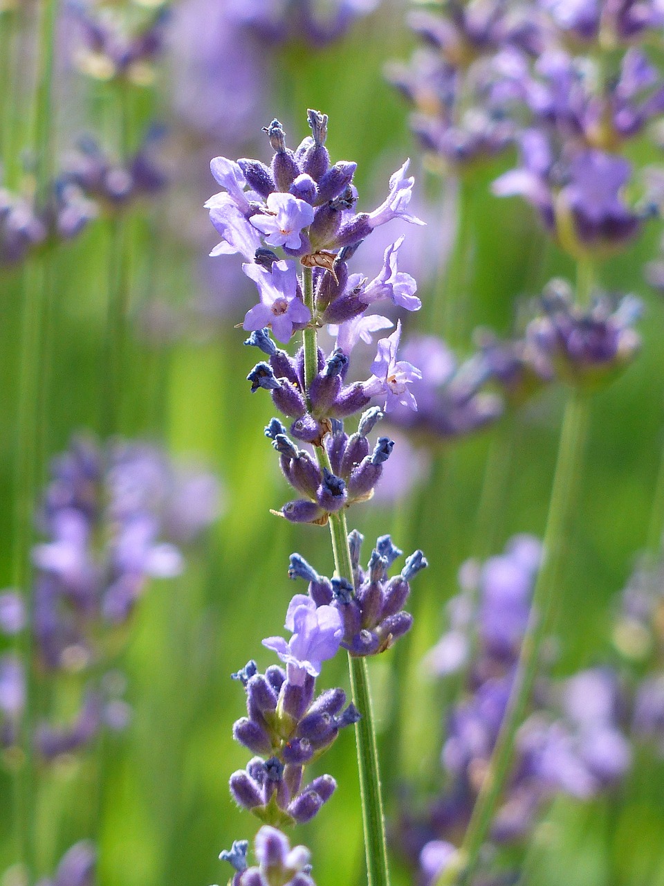 Levanda, Levandų Gėlės, Violetinė, Violetinė, Žiedynas, Tiesa Levanda, Siauras Lapų Levanda, Lavandula Angustifolia, Lavandula Officinalis, Lavandula Vera