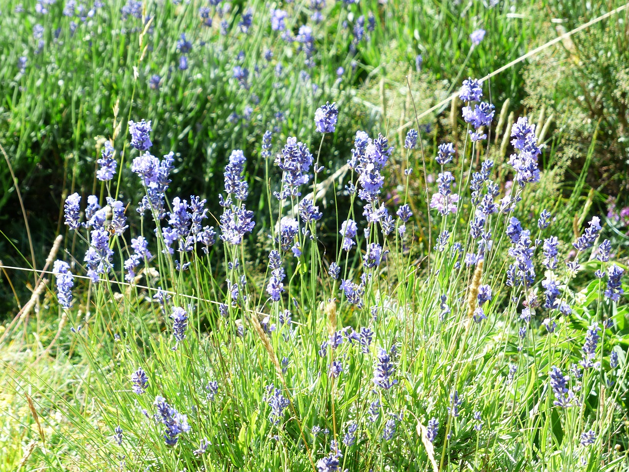 Levanda, Gėlė, Gėlės, Violetinė, Laukinis Augalas, Wildblue, Levandų Gėlės, Tiesa Levanda, Siauras Lapų Levanda, Žiedynas