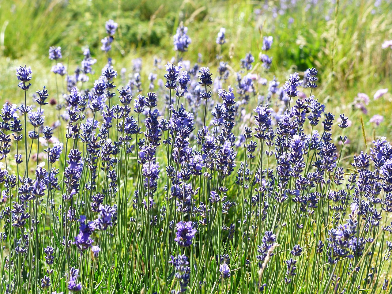 Levanda, Gėlė, Gėlės, Violetinė, Laukinis Augalas, Wildblue, Levandų Gėlės, Tiesa Levanda, Siauras Lapų Levanda, Žiedynas