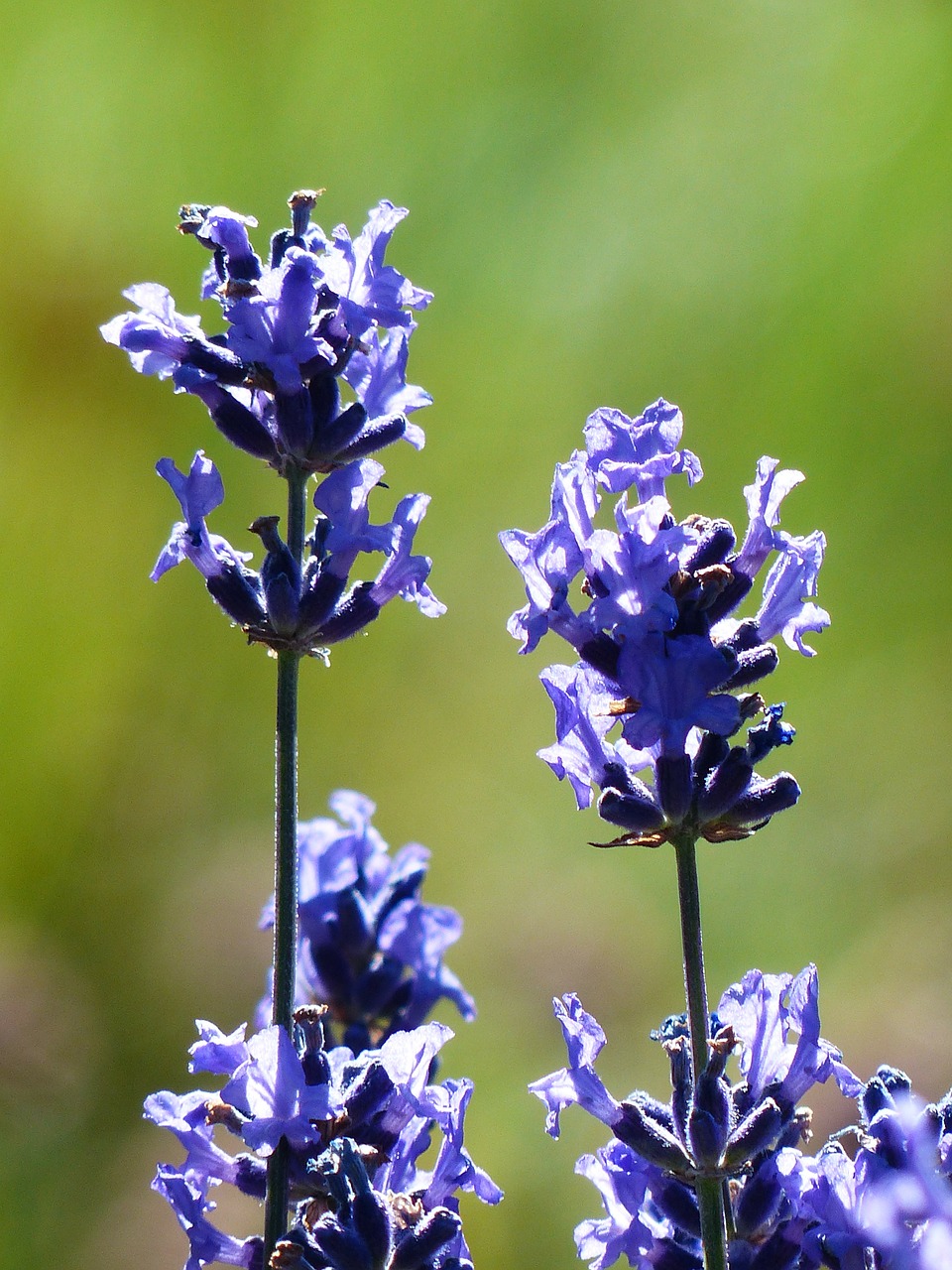 Levanda, Gėlė, Gėlės, Violetinė, Laukinis Augalas, Wildblue, Levandų Gėlės, Tiesa Levanda, Siauras Lapų Levanda, Žiedynas