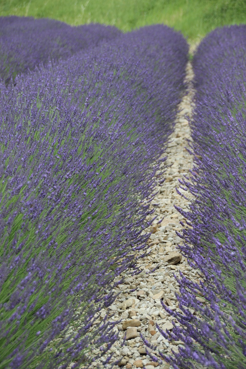 Levanda, France, Provence, Drôme, Nemokamos Nuotraukos,  Nemokama Licenzija