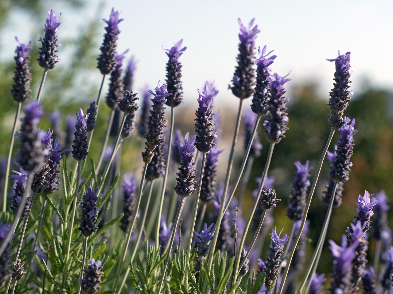 Levanda, Violetinė, Gėlės, Gamta, Pavasaris, Violetinė, Sodas, Spalva, Laukinės Gėlės, Lavandula