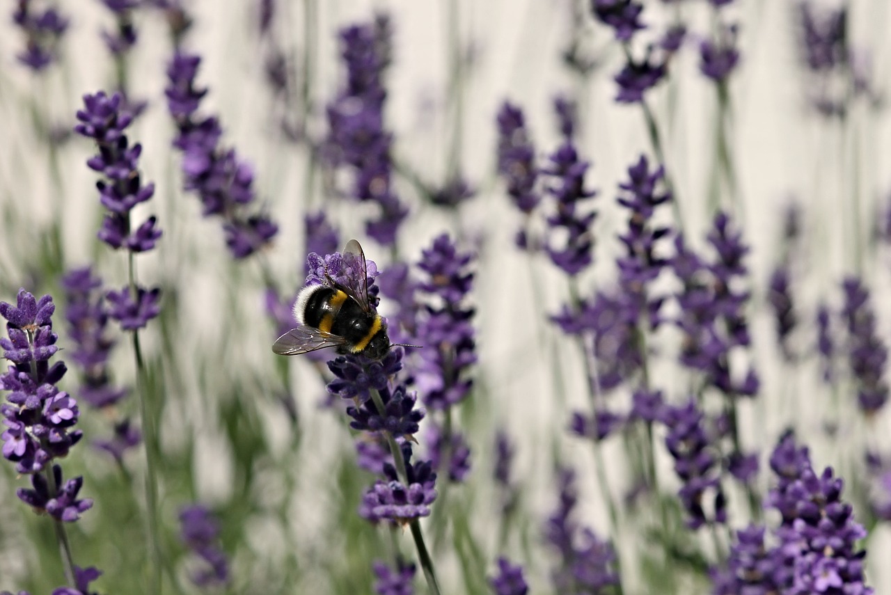 Levanda, Išgalvotas, Hummel, Levandų Gėlės, Violetinė, Gamta, Gyvūnas, Sodas, Vasara, Violetinė