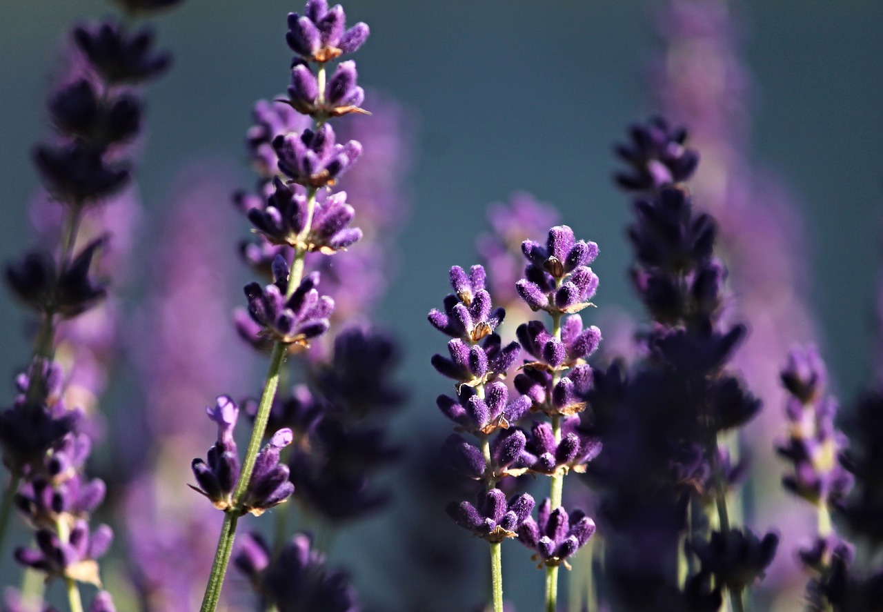 Levanda, Violetinė, Violetinė, Levandų Gėlės, Gėlė, Gamta, Vasara, Kvepalai, Augalas, Uždaryti