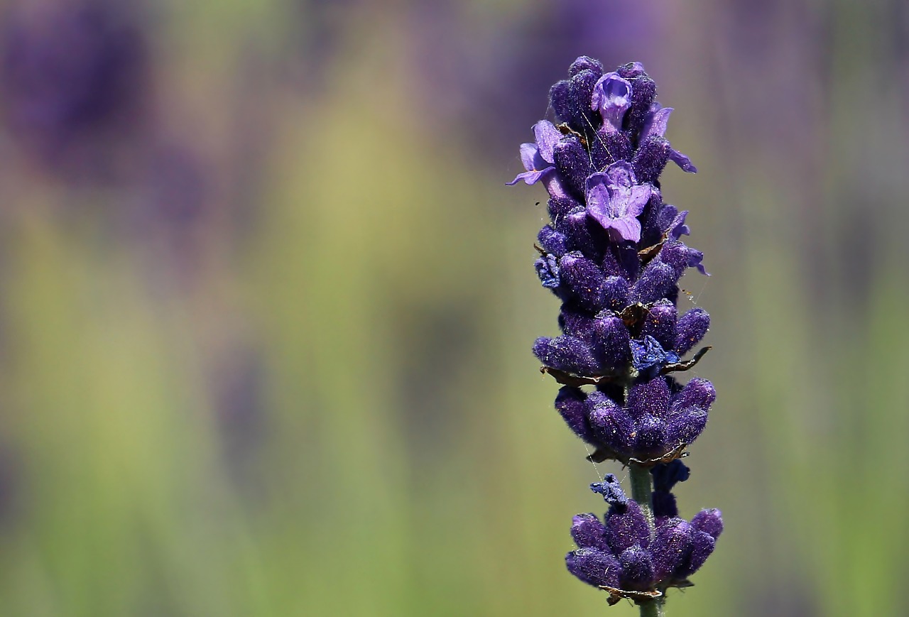 Levanda, Gėlė, Violetinė, Violetinė, Gėlės, Flora, Žydėti, Gamta, Vasara, Žydėjo