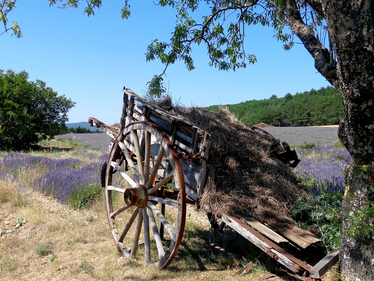 Levanda, Sault, Provence, Vaucluse, Vasara, Nemokamos Nuotraukos,  Nemokama Licenzija