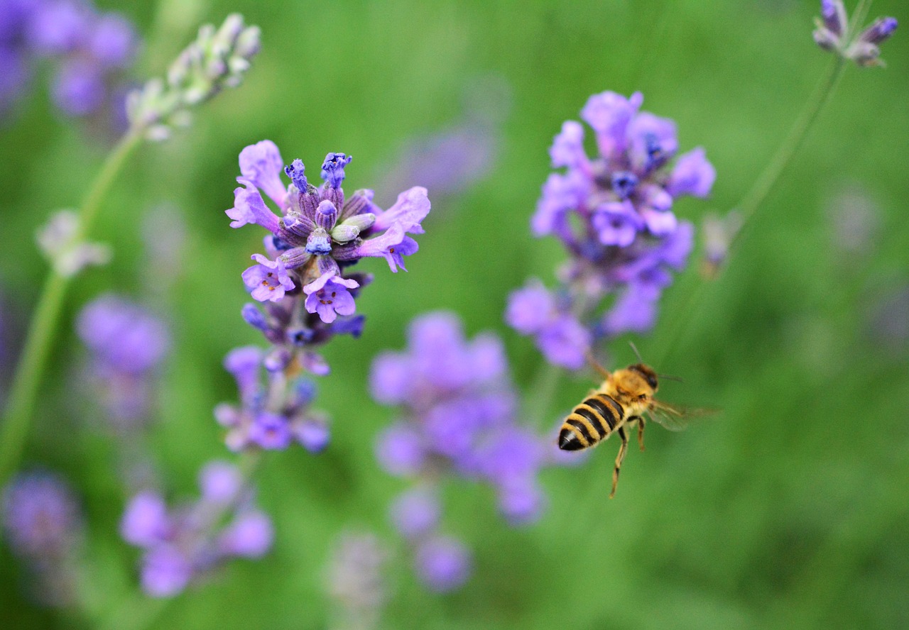 Levanda, Lavandula, Sodas, Vaistinis Augalas, Gėlės, Sodo Gėlės, Aromatas, Kvepalai, Pasėlių, Aromatingas