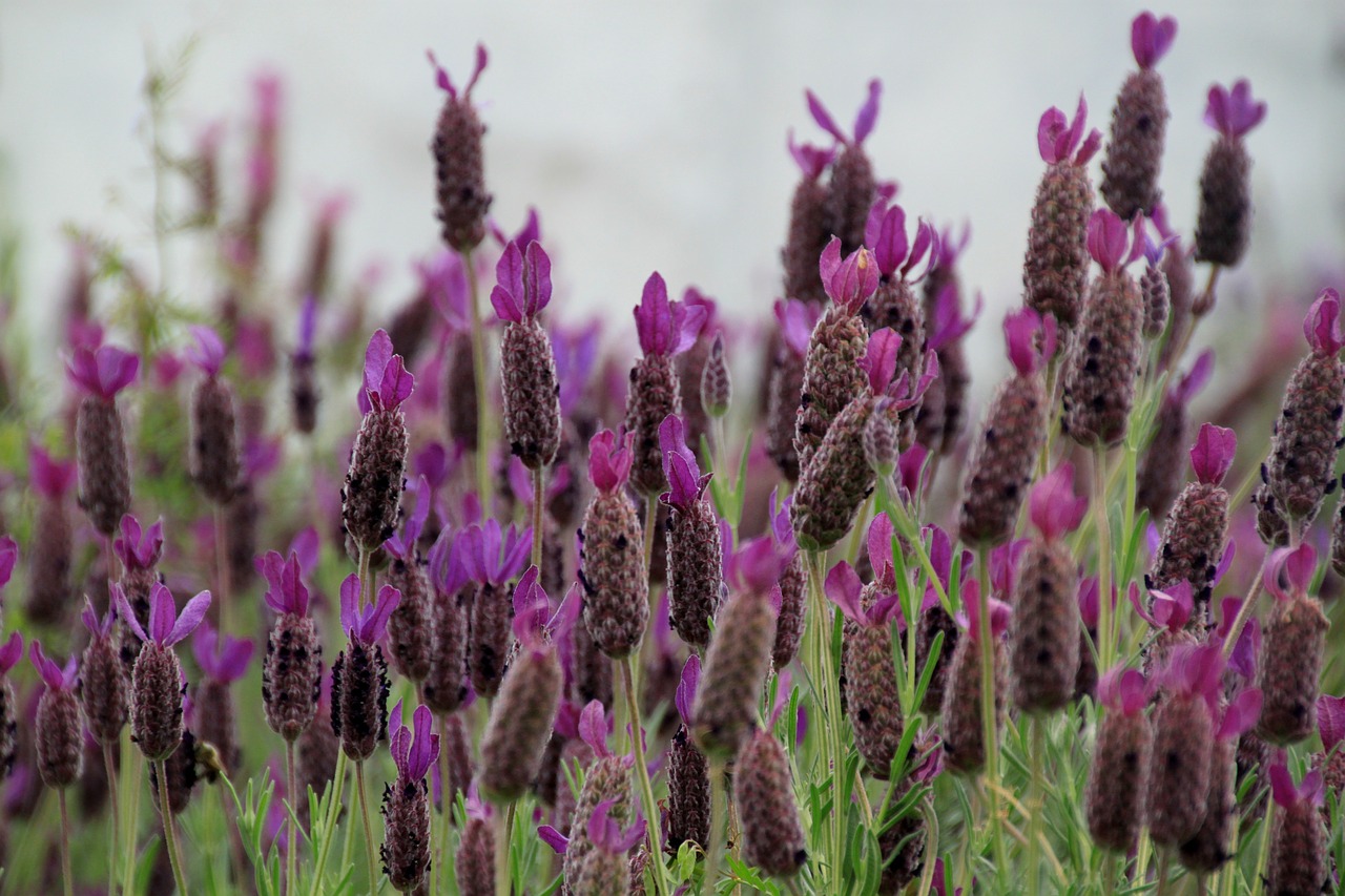 Levanda, Levandų Gėlės, Violetinė, Violetinė, Žiedynas, Levandų Laukas, Garbinti Gėlę, Gėlės, Žiedas, Žydėti