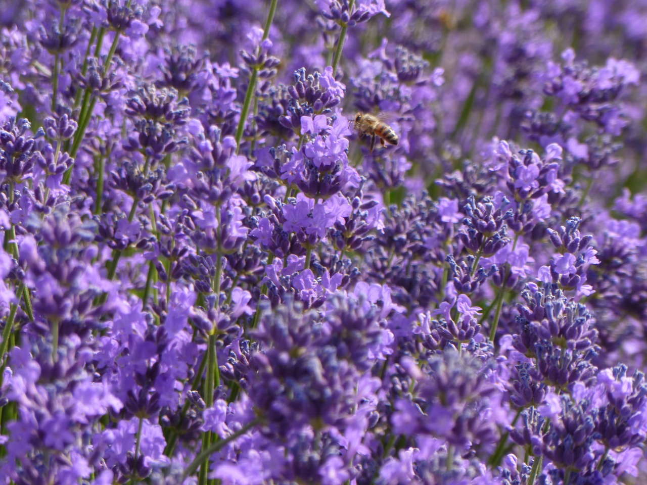 Levanda, Violetinė, Purpurinės Gėlės, Levandų Laukai, Nemokamos Nuotraukos,  Nemokama Licenzija