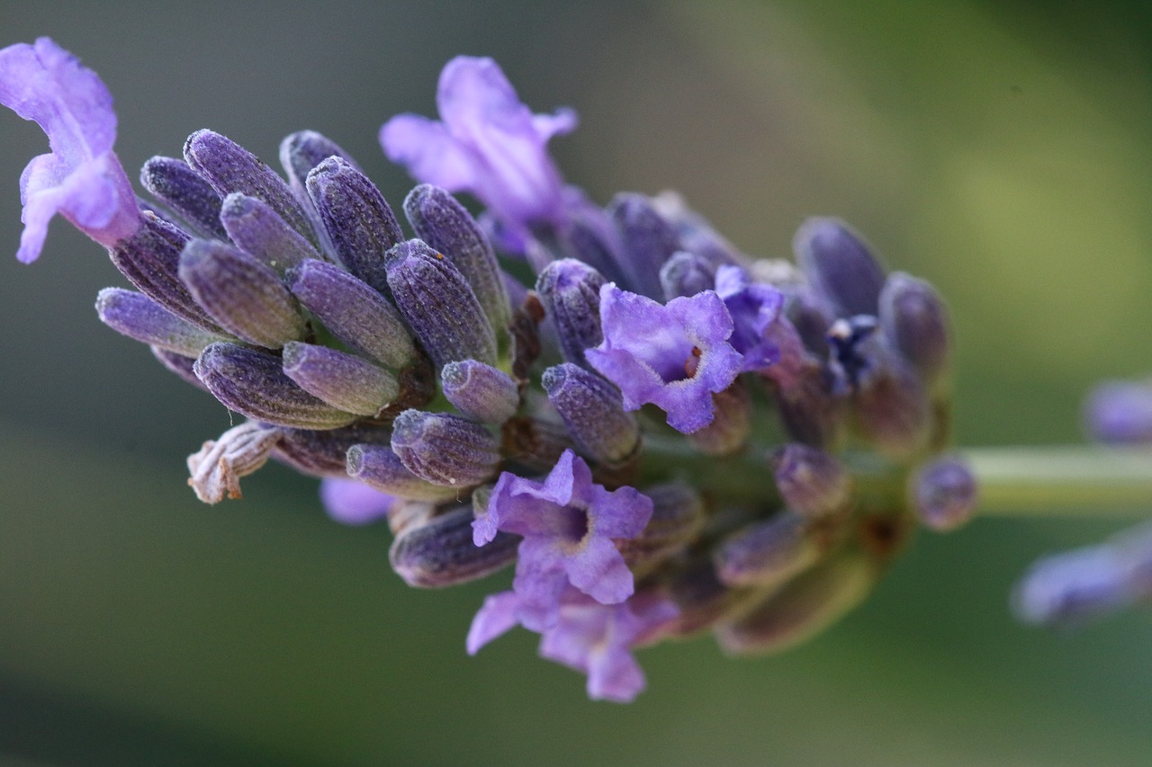 Levanda, Gėlė, Makro, Gamta, Violetinė, Spalva, Vasara, Nemokamos Nuotraukos,  Nemokama Licenzija