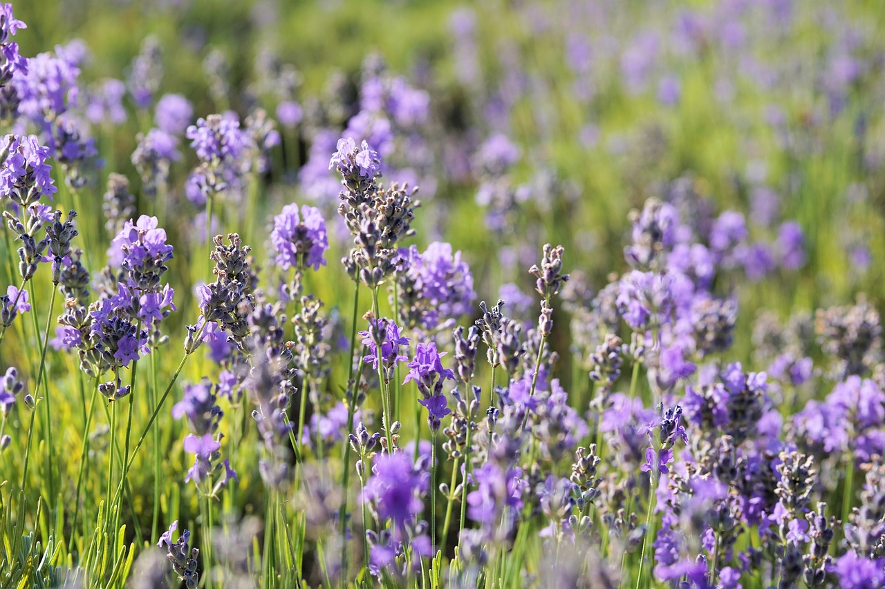 Levanda, Gėlė, Žiedas, Žydėti, Augalas, Violetinė, Violetinė, Uždaryti, Sodas, Vasara