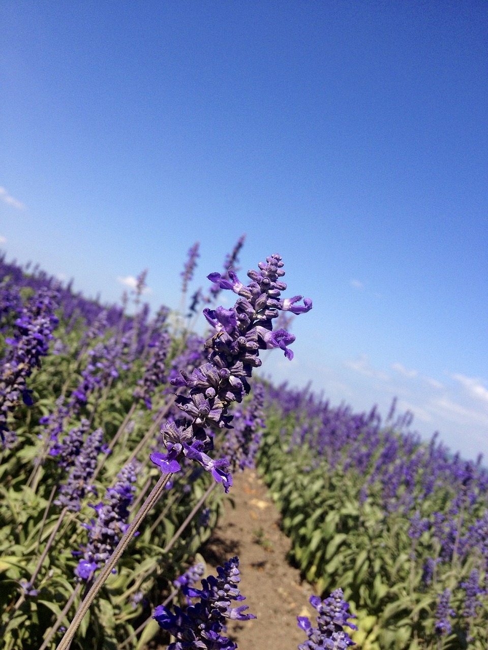 Levanda, Gėlės, Laukai, Žiedai, Violetinė, Violetinė, Žydi, Žydi, Augalai, Gėlių