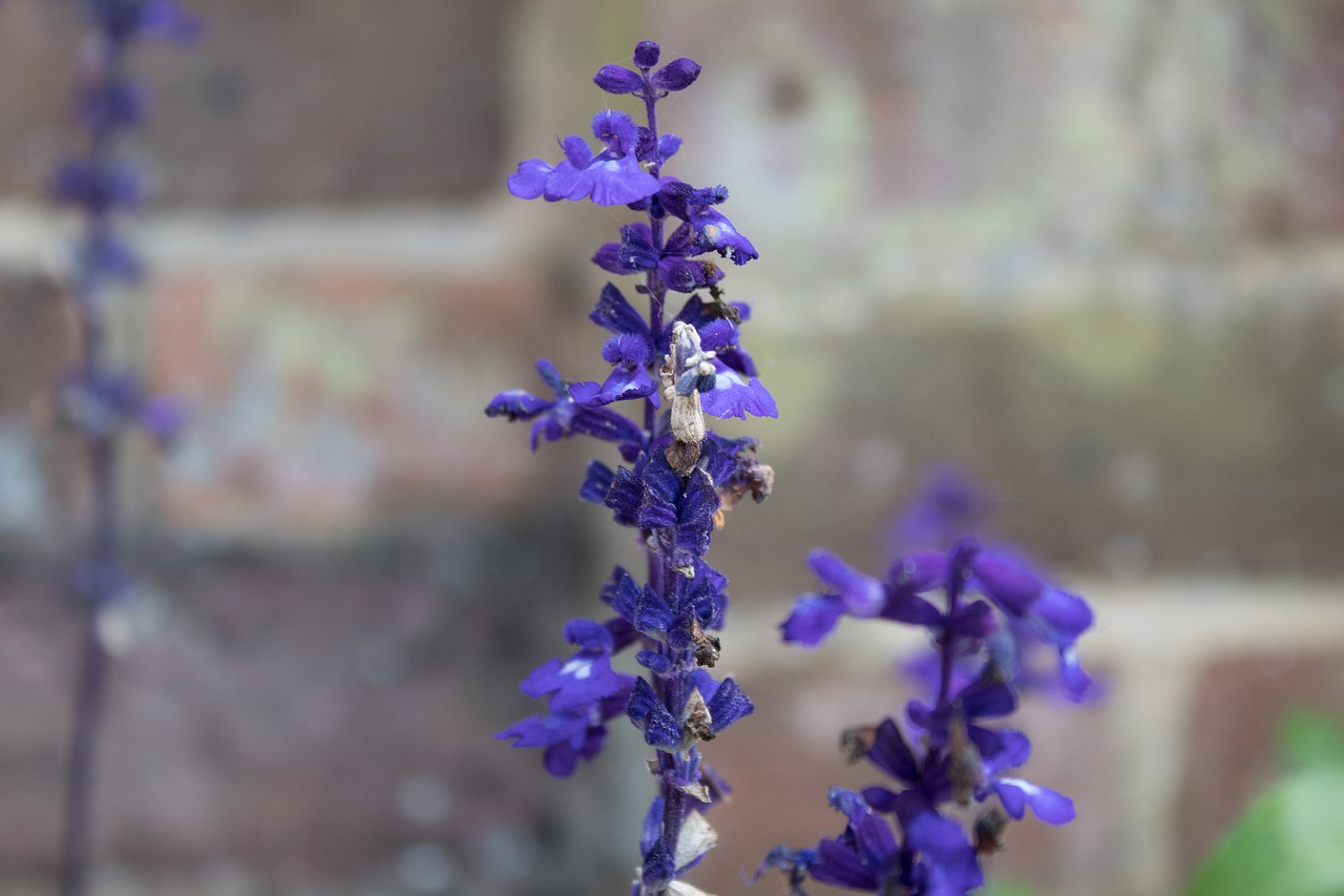 Levanda, Purpurinės Gėlės, Žydėti, Vasara, Kvepalai, Natūralus, Gėlių, Sodas, Violetinė, Aromaterapija