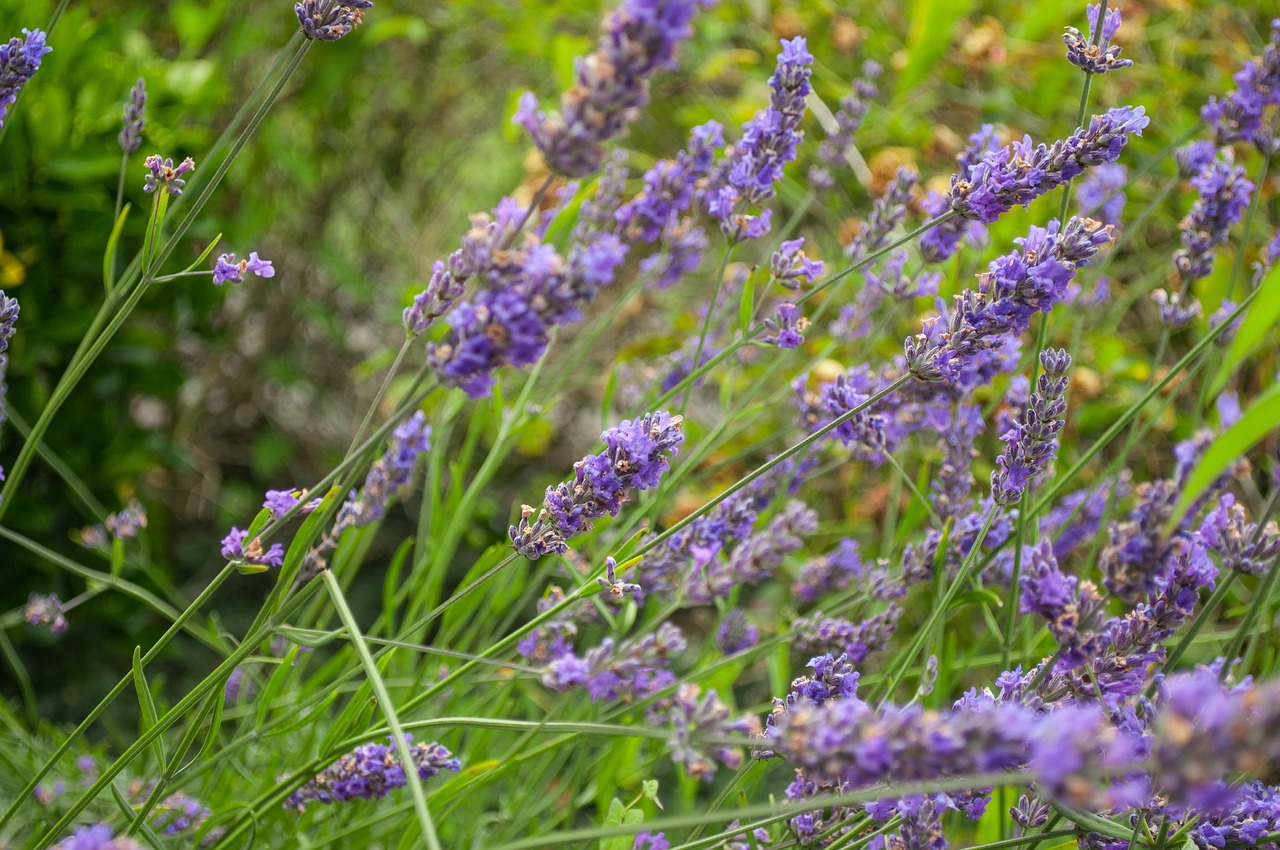 Levanda, Violetinė, Augalas, Gėlė, Violetinė, Gamta, Natūralus, Vasara, Žolelių, Aromatas