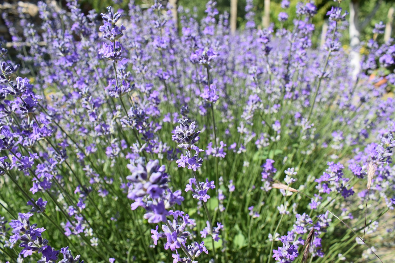 Levanda, Sodas, Gėlė, Violetinė, Augalas, Žolelių, Vasara, Gamta, Violetinė, Aromatas