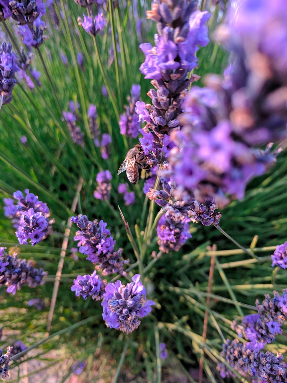 Levanda, Bitės, Gėlė, Vabzdys, Žiedas, Augalas, Flora, Nemokamos Nuotraukos,  Nemokama Licenzija