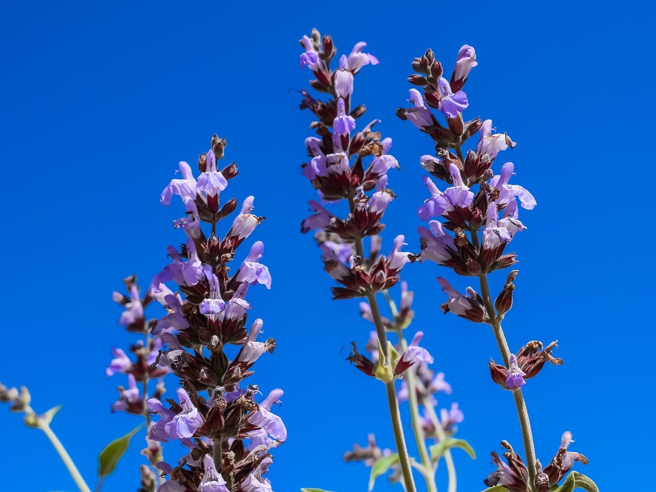 Levanda,  Lavandula,  Gėlė,  Gamta,  Flora,  Pavasaris,  Aromatiniai,  Žolė,  Žydėti,  Žiedas