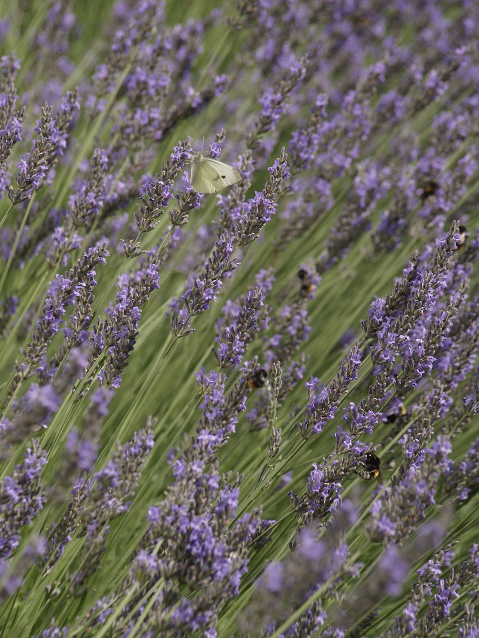 Levandų,  Gėlė,  Kvepalai,  Aromaterapija, Nemokamos Nuotraukos,  Nemokama Licenzija