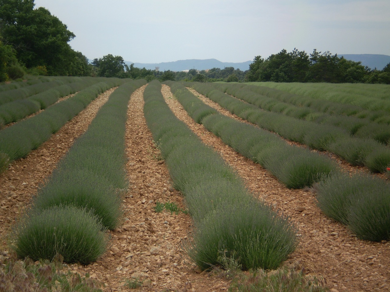 Levanda, Laukas, Provence, Nemokamos Nuotraukos,  Nemokama Licenzija