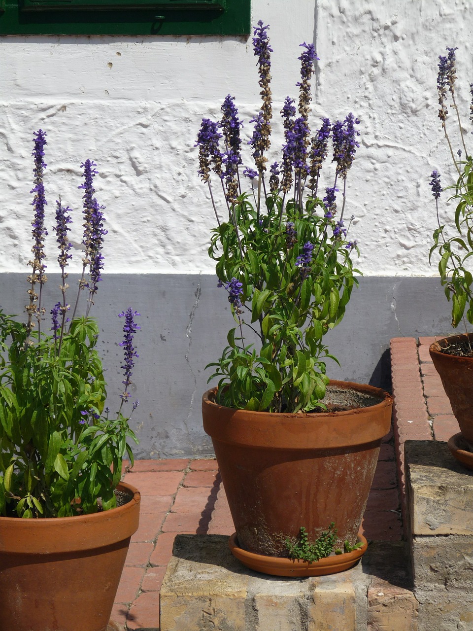 Levanda, Gelės Vazonas, Akmens Laiptai, Siena, Levandų Gėlės, Violetinė, Lavandula, Violetinė, Nemokamos Nuotraukos,  Nemokama Licenzija