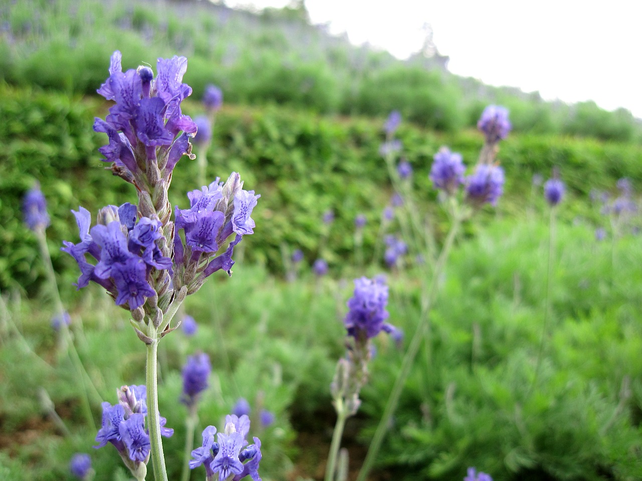 Levanda, Augalas, Hillside, Nemokamos Nuotraukos,  Nemokama Licenzija